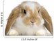 Rabbit Blier Sur Fond Blanc Wall Decal