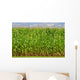Corn Wall Mural