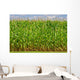 Corn Wall Mural
