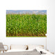 Corn Wall Mural