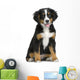 Chiot Bouvier Bernois Wall Decal