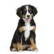 Chiot Bouvier Bernois Wall Decal