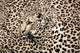 Leopard Wall Decal