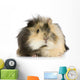 India Angora Pig Wall Decal