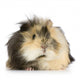 India Angora Pig Wall Decal