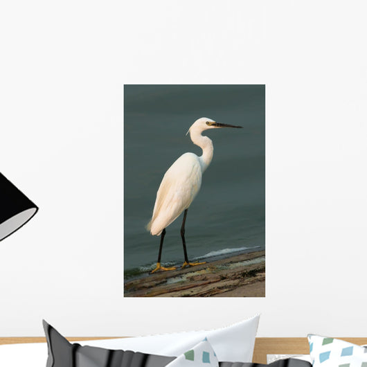 Little Egret Egretta Garzetta Wall Mural