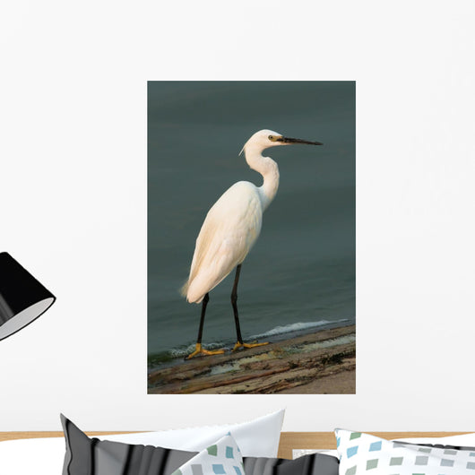 Little Egret Egretta Garzetta Wall Mural