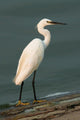 Little Egret Egretta Garzetta Wall Mural