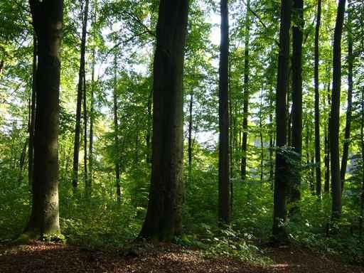 Baume Wald Wall Decal