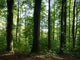 Baume Wald Wall Decal