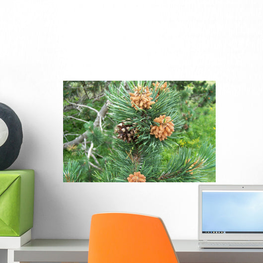 Pine and Pine Cone Wall Mural