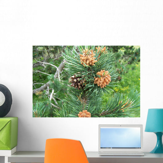 Pine and Pine Cone Wall Mural