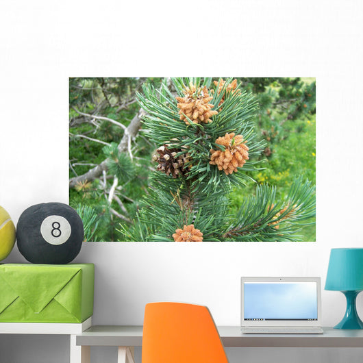 Pine and Pine Cone Wall Mural