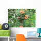 Pine and Pine Cone Wall Mural