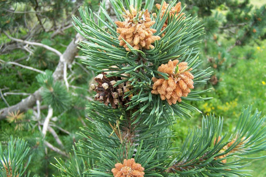 Pine and Pine Cone Wall Mural