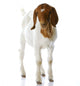 Goat Doeling Standing Wall Decal