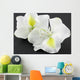 Bauhinia Blanc Fond Noir Wall Mural