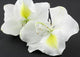 Bauhinia Blanc Fond Noir Wall Mural