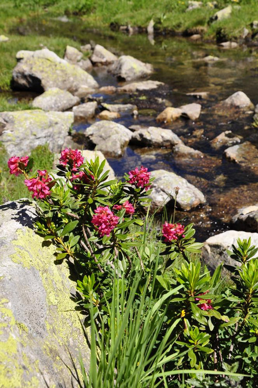 Rhododendron Wall Mural