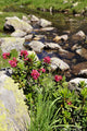 Rhododendron Wall Mural