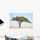 Acacia Tree on the Serengeti Wall Mural