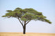 Acacia Tree on the Serengeti Wall Mural