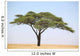 Acacia Tree on the Serengeti Wall Mural