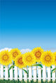 Sunflower behind white fence Wall Mural