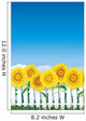 Sunflower behind white fence Wall Mural