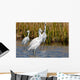 Snowy Egrets Wall Mural