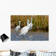 Snowy Egrets Wall Mural