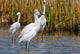 Snowy Egrets Wall Mural