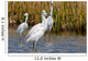 Snowy Egrets Wall Mural