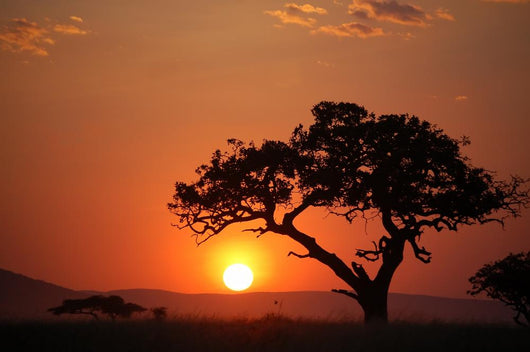African Sunset Wall Mural