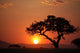 African Sunset Wall Mural