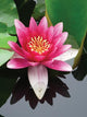 Close-up Lotus Flower Wall Mural