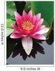 Close-up Lotus Flower Wall Mural