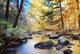 Autumn woods with creek Wall Mural