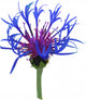 Vector Wild Blue Flower Wall Mural