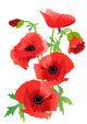Red poppy Wall Decal