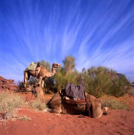 Two Camels Wadi Rum Wall Decal