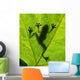 Frog shadow on the leaf Wall Mural