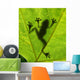 Frog shadow on the leaf Wall Mural