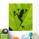 Frog shadow on the leaf Wall Mural