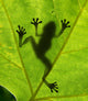 Frog shadow on the leaf Wall Mural