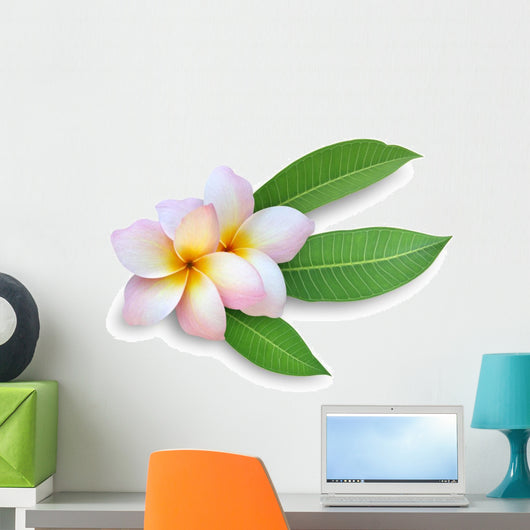 Frangipani Plumeria