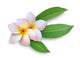 Frangipani Plumeria