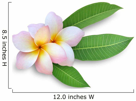 Frangipani Plumeria