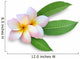 Frangipani Plumeria