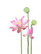 lotus flower and seedpod Wall Decal
